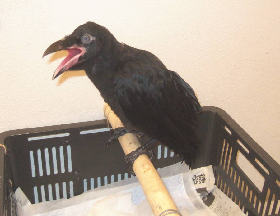 ハシボソガラス