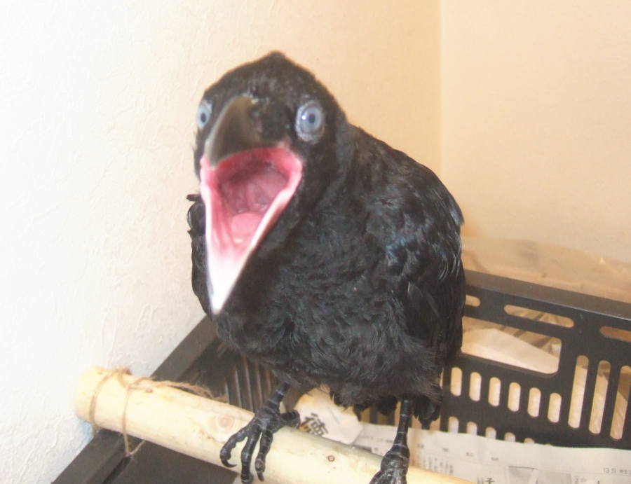 ハシボソガラス