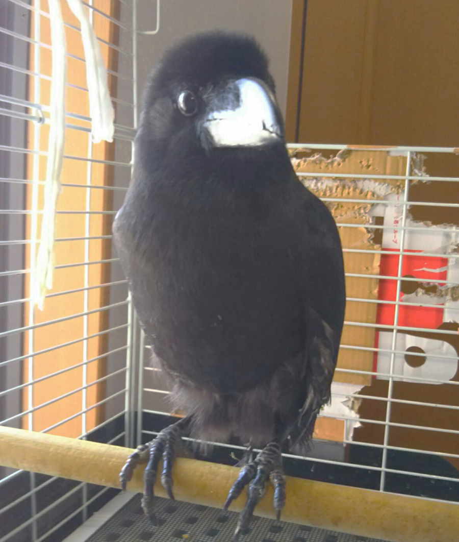 ハシブトガラス