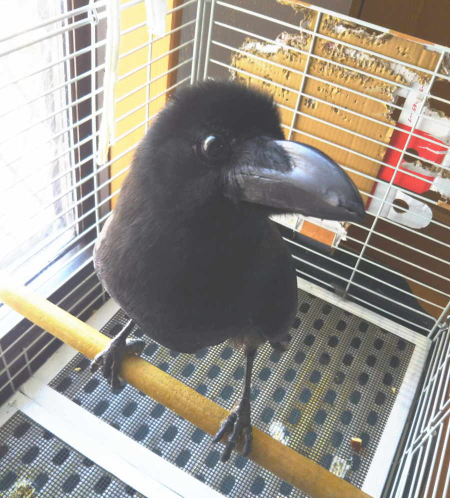 ハシブトガラス