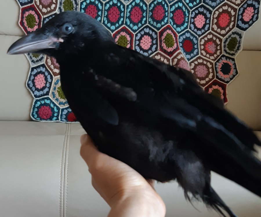 ハシボソガラス