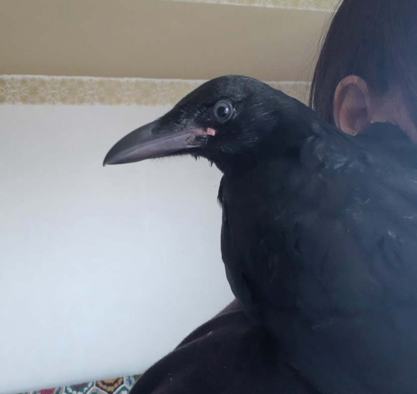 ハシボソガラス