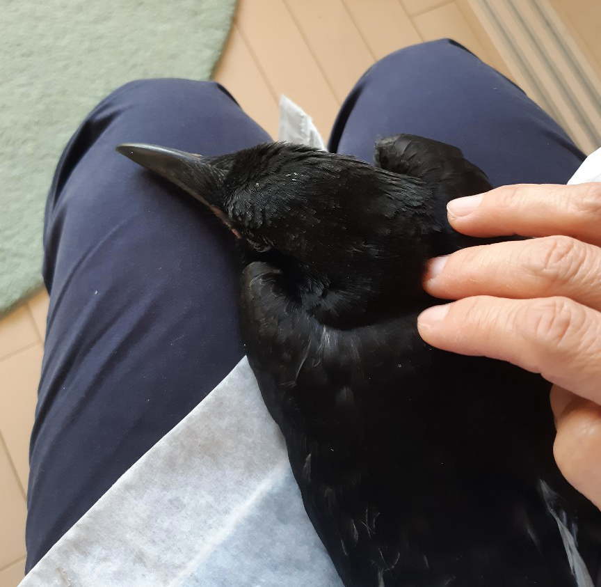 ハシボソガラス