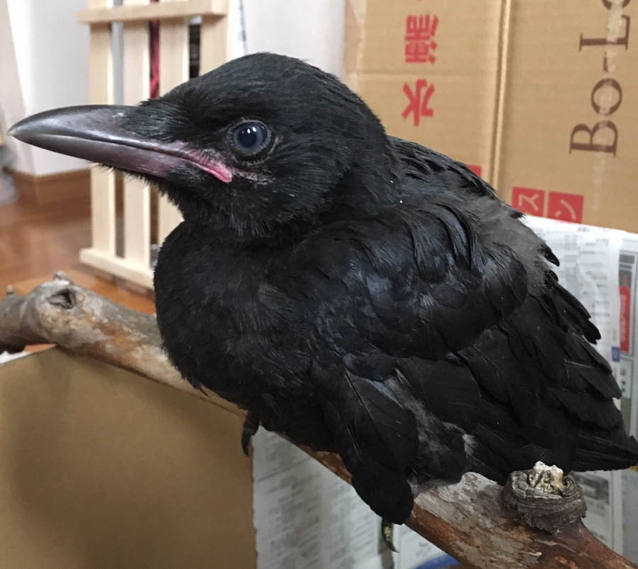 ハシボソガラス