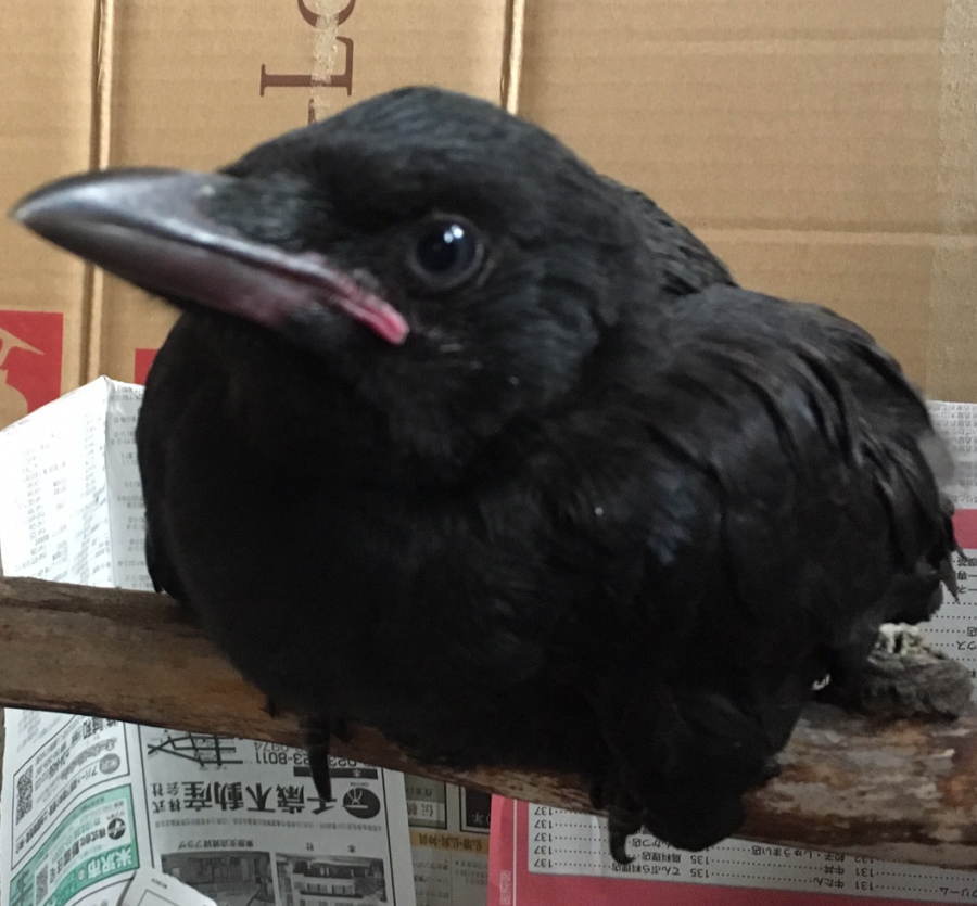 ハシボソガラス