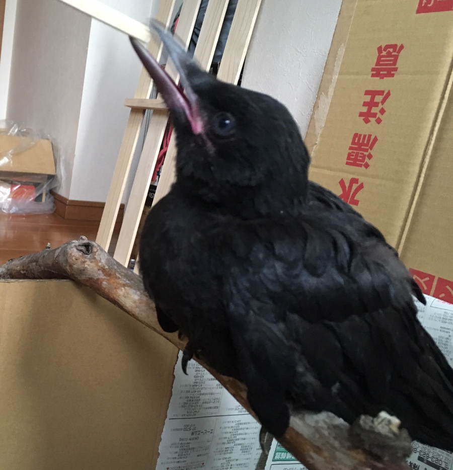 ハシボソガラス