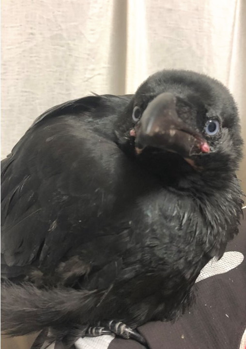 ハシボソガラス