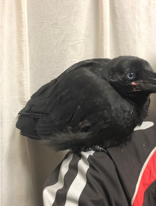 ハシボソガラス